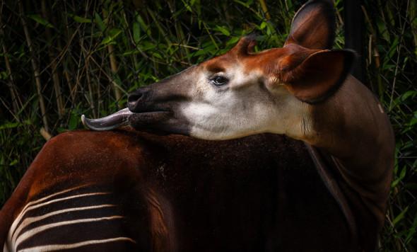 okapi-tano-zoo-antwerpen-jonas-verhulst-10072024-15-2.jpg