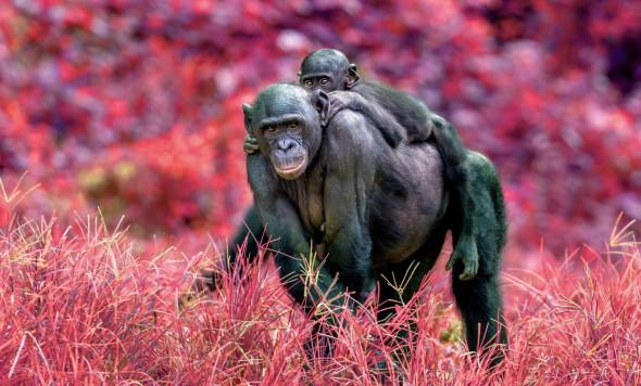 Bonobo filter_web.jpg